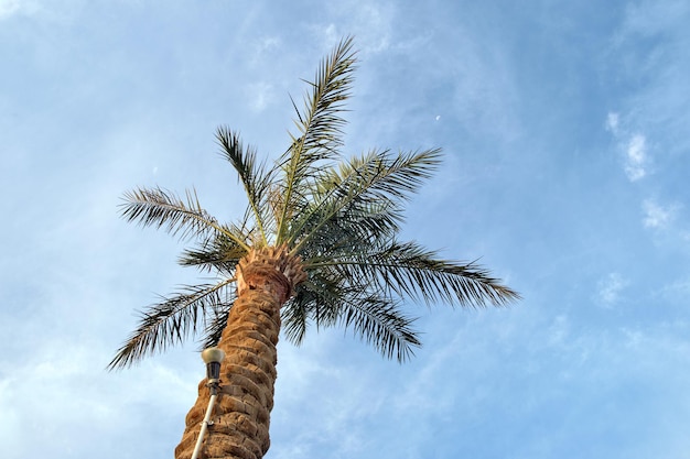 Beautiful green coconut palm trees on tropical beach against blue sky Summer vacation concept