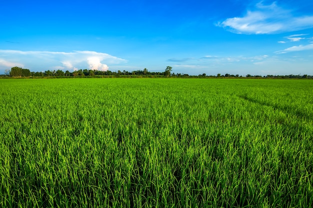 Beautiful green cornfield with fluffy clouds sky background.