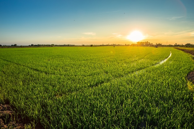 Beautiful green cornfield with sunset sky background