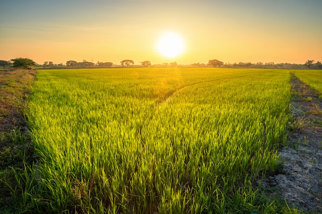 Beautiful green cornfield with sunset sky background.