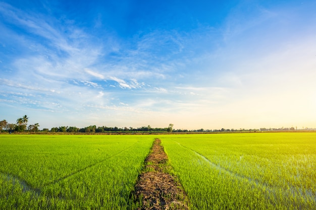 Beautiful green cornfield with sunset sky.