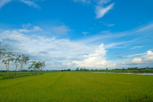 Beautiful green countryside