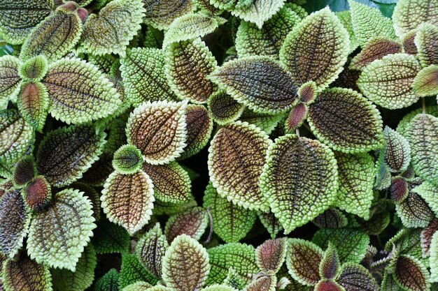 Beautiful green and dark red leaves of Pilea Involucrata