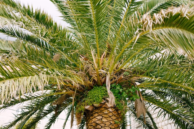 Beautiful green date palm foliage