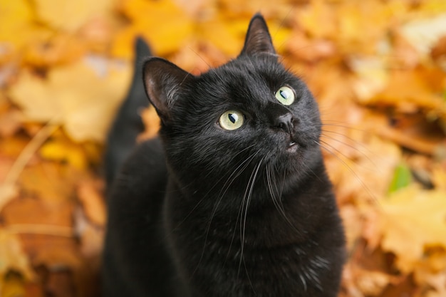 Beautiful green eyes black fur domestic cat in fallen leaves