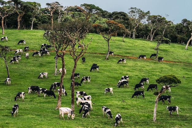 Beautiful green field where cows graze. Cows graze on a green meadow. Cow herd. Agriculture. Dairy farm. Dairy produce. Environmentally friendly product. Farm in Asia. Meadow with green grass