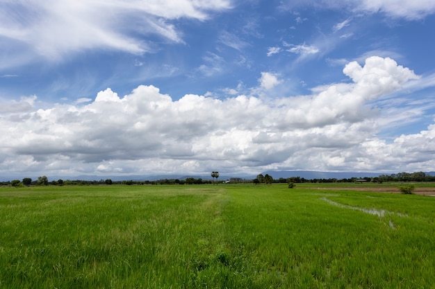 Beautiful green field with a blue sky