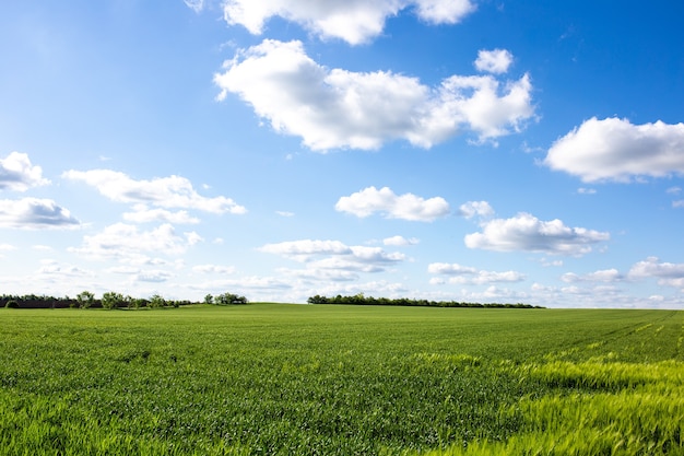 Beautiful green field with contrasting clouds landscape