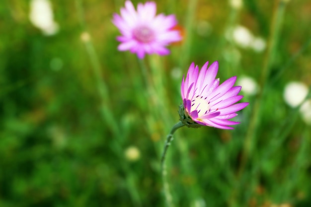 Beautiful green field with small flowers outdoors