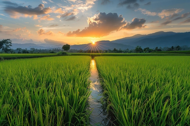 Beautiful green field with the sunset