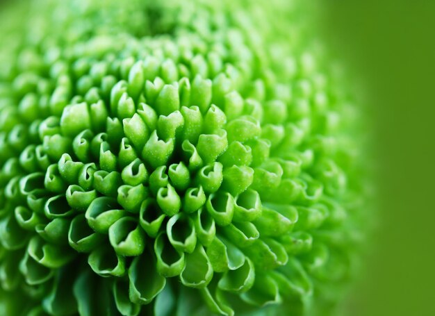 Beautiful green flower closeup Nature background