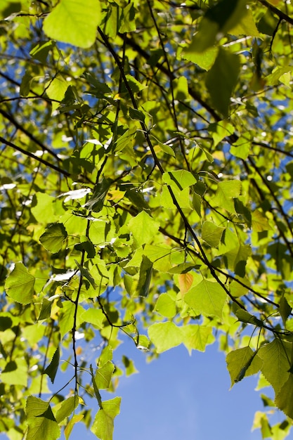 Beautiful green foliage of a birch tree illuminated by sunlight in, close-up against a blue sky