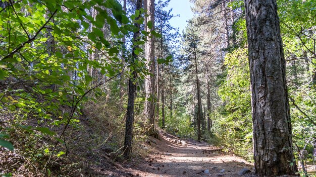 Beautiful green forest in Cyprus, close to Mountain Troodos, huge pine trees.