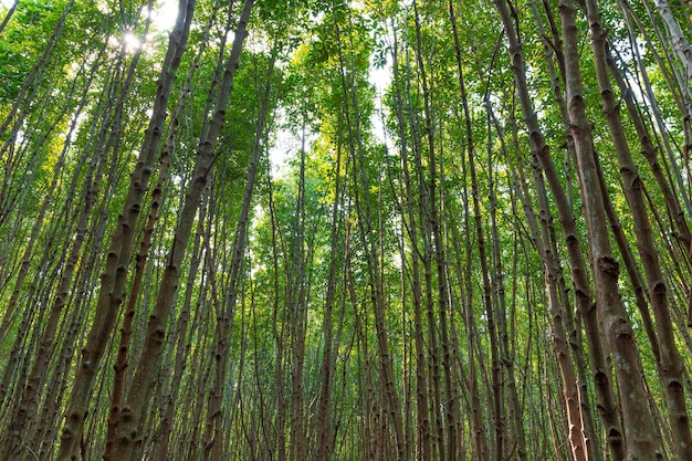 Beautiful green forest raining day