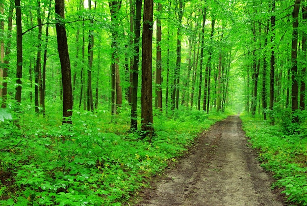 Beautiful green forest in spring