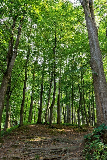 Beautiful Green Forest In Summer.