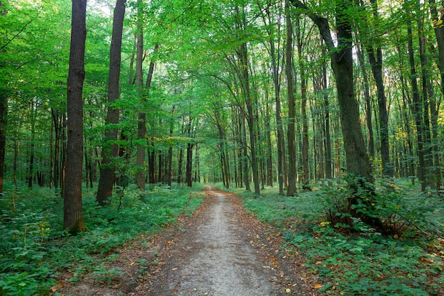 Beautiful green forest in summer