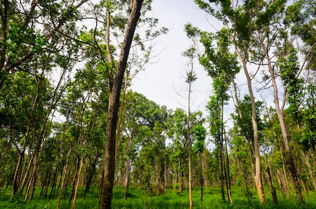 beautiful green forest