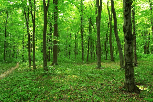 Beautiful green forest