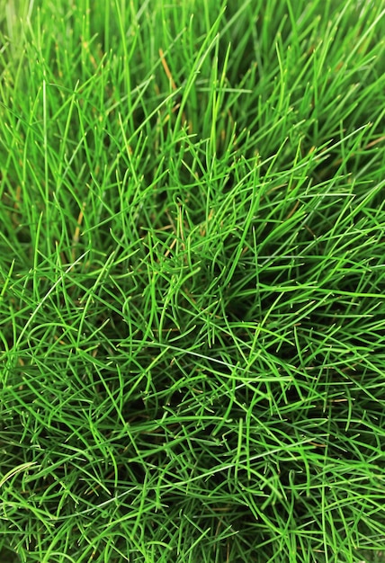 Beautiful green grass close up