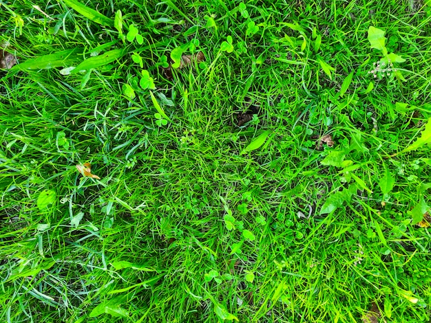 Beautiful green grass and clover background top view