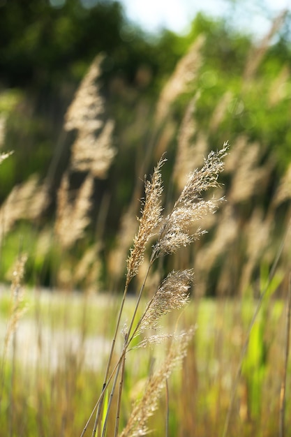 Beautiful green grass outdoors