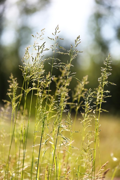 Beautiful green grass outdoors