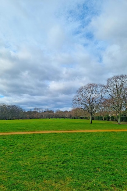 Beautiful green grass in the park in winter