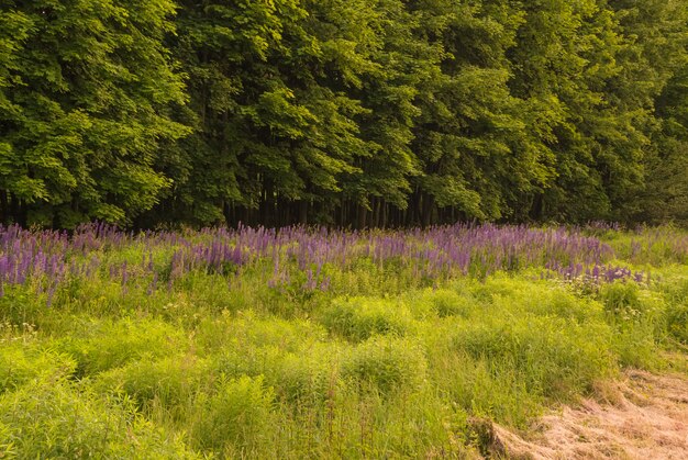 Beautiful green grass which grows among lupines