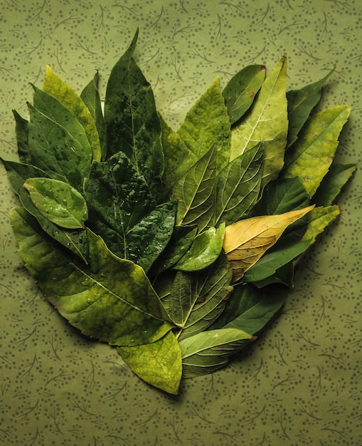 beautiful green heart made of leaves on a light background