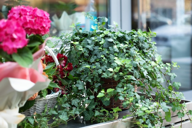 Beautiful green Ive plant in pot in Nice green patio at home.