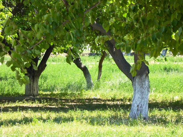 Beautiful green landscape in the park