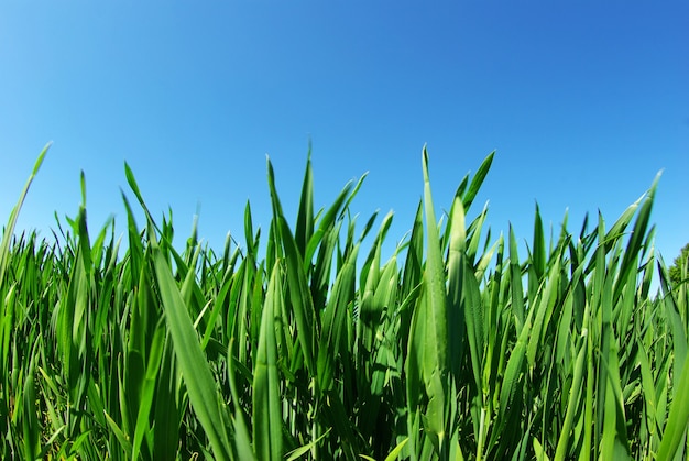 Beautiful green lawn isolated on sky