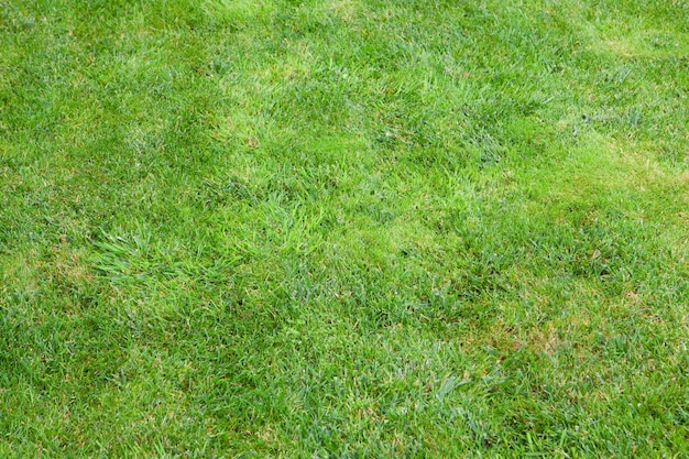 Beautiful green lawns perfectly cut for background