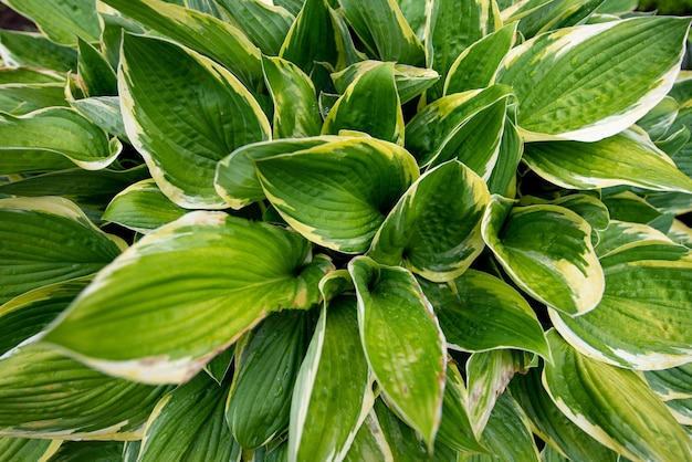 Beautiful green leaf background Vintage tone