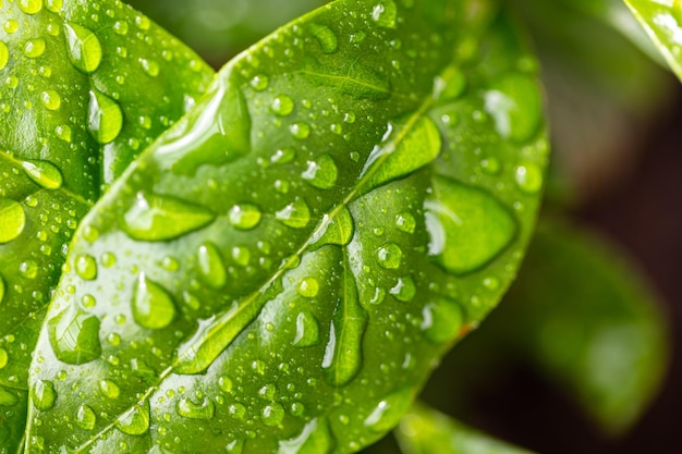 Beautiful green leaf texture with drops of water