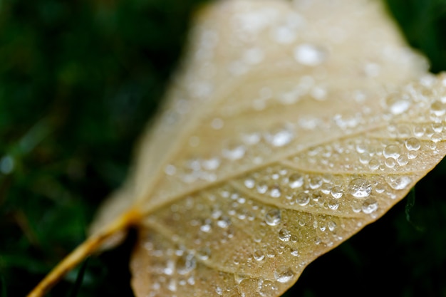 Beautiful green leaf texture with drops of water