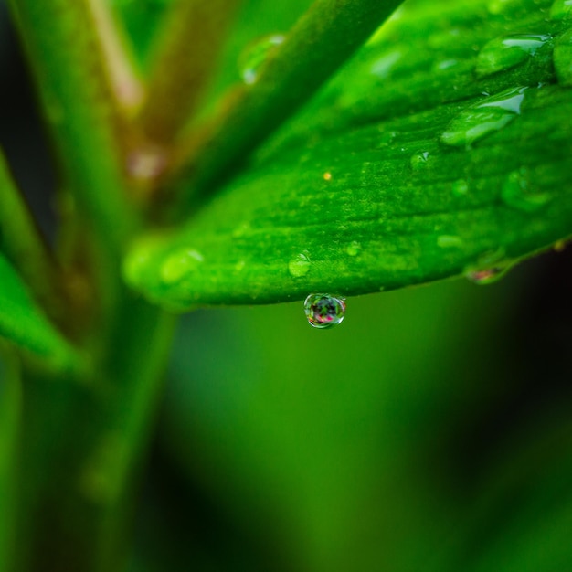 Beautiful green leaf with drops of water for background as spring nature concept