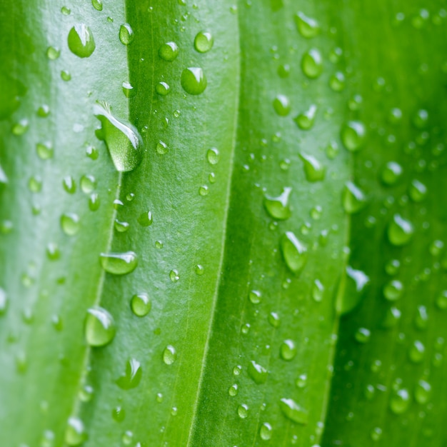 Beautiful green leaf with drops of water