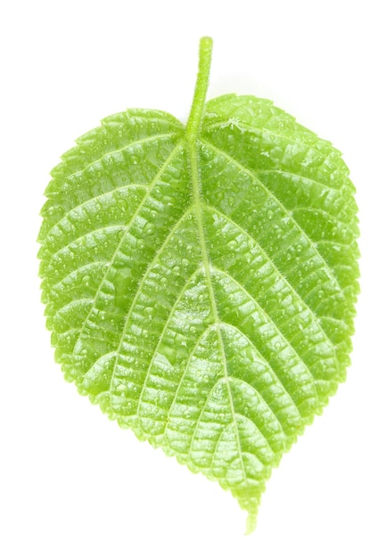 Beautiful green leaf with water drops isolated on white