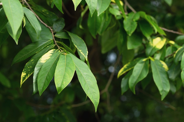 Beautiful green leafy branches natural leaf background