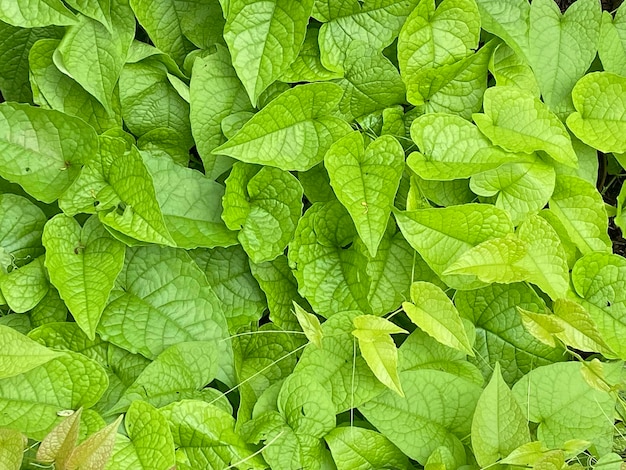 Beautiful green leaves on background