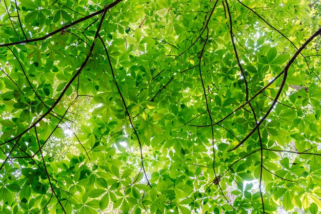 Beautiful green leaves background