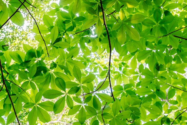 Beautiful green leaves background