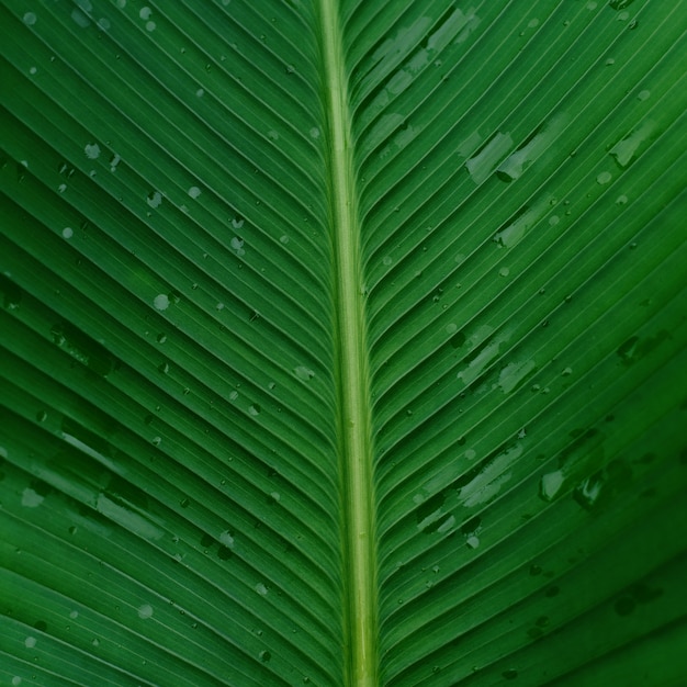 Beautiful Green leaves