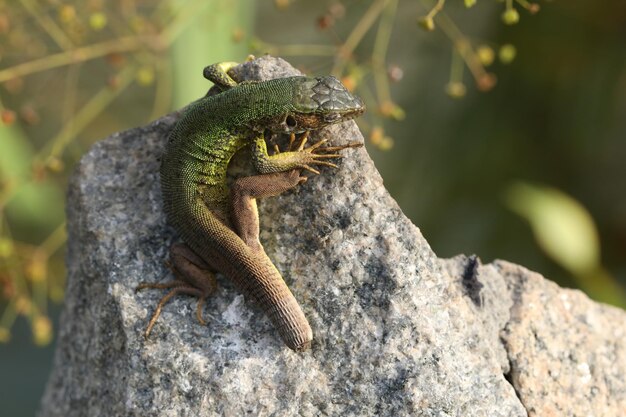 Beautiful green lizard on the stone outdoor