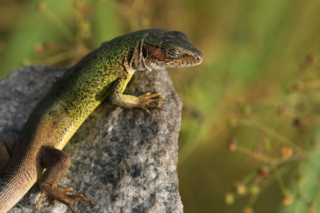 Beautiful green lizard on the stone outdoor