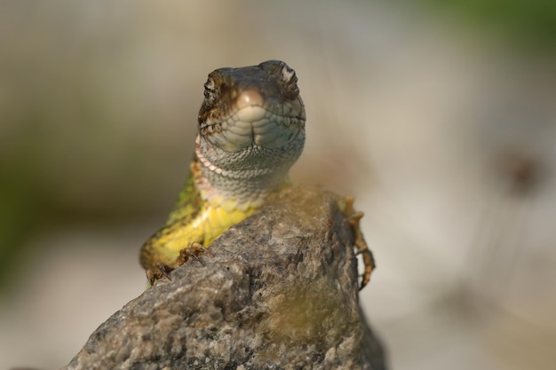 Beautiful green lizard on the stone outdoor