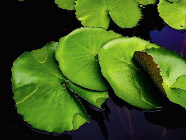 Beautiful green lotus leafs in the water pond