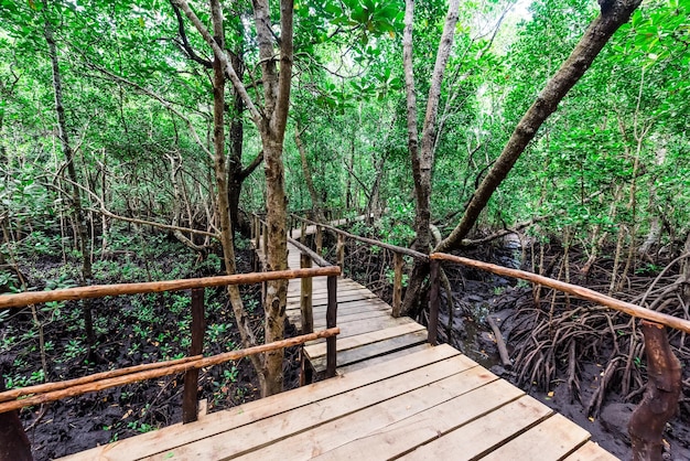 Beautiful green mangrove forest with wooden path inside in zanzibar africa